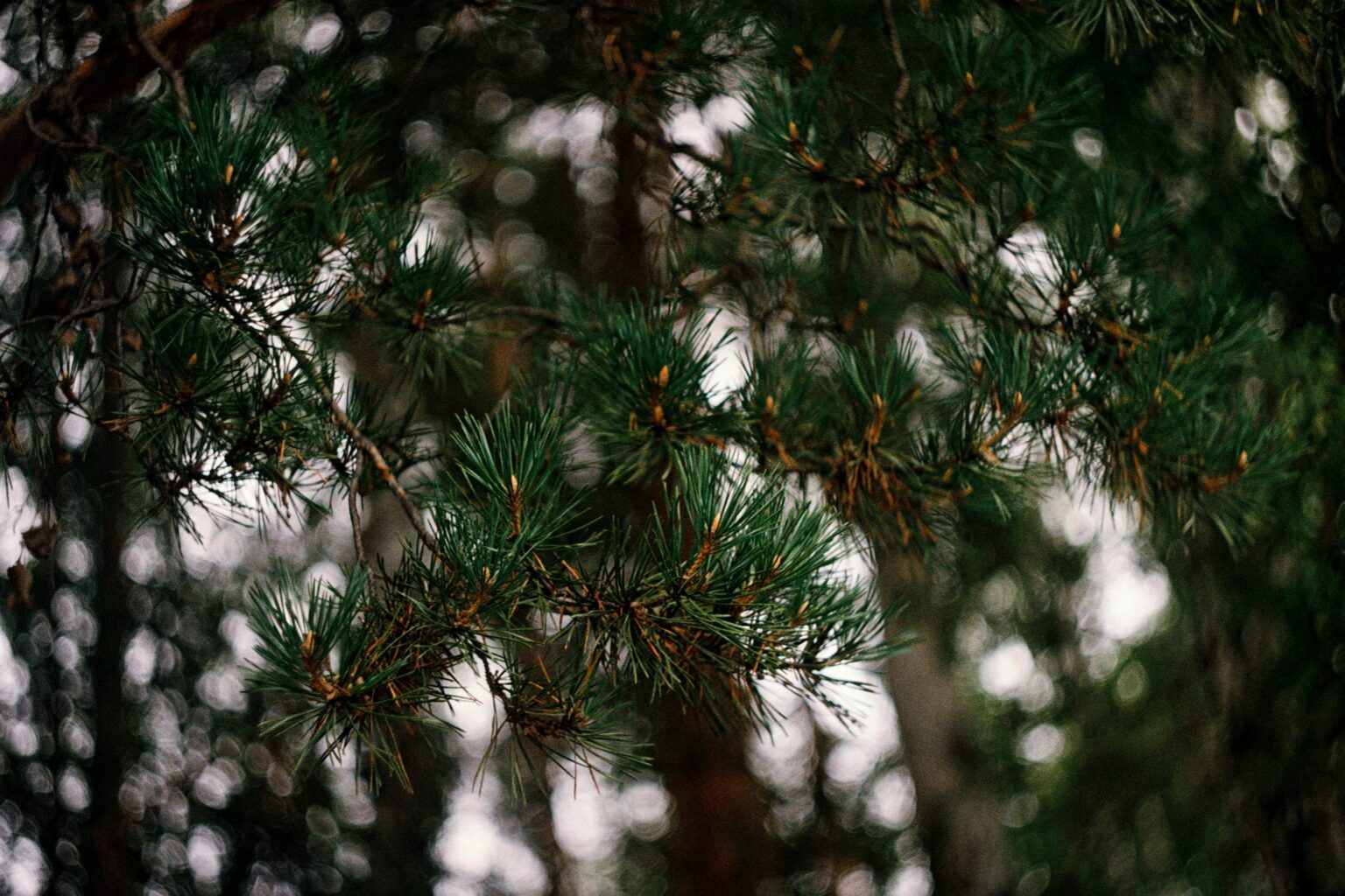 Pine Cam Technology: Bridging the Gap Between Nature and Technology
