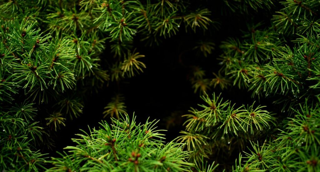 pine cam